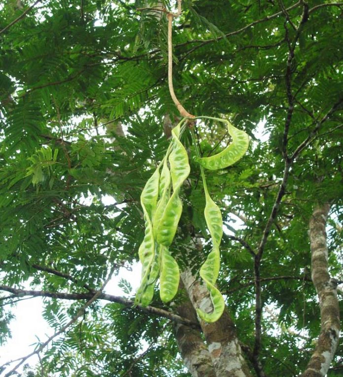 petai-okulasi2
