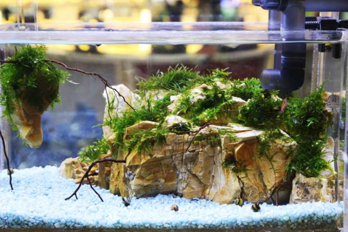 aquascape