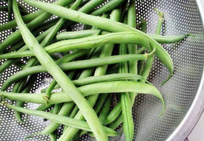 buncis perancis buncis perancis