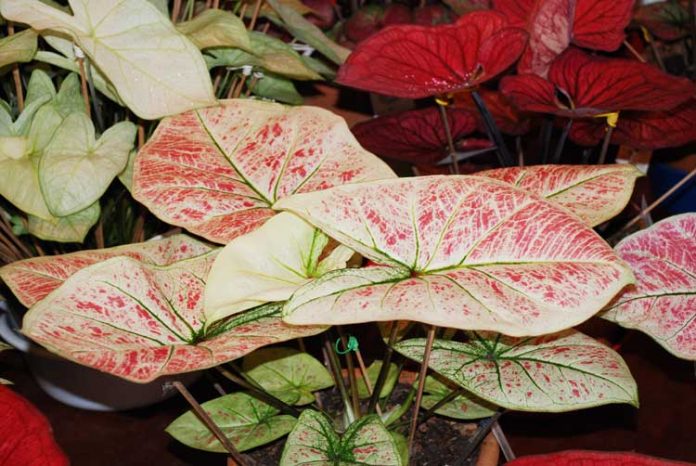 caladium
