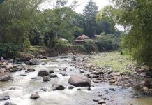 Tebar Ikan Sungai Ciliwung sungai ciliwung
