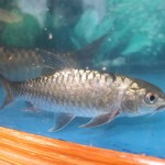 ikan sungai ciliwung