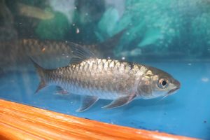 ikan sungai ciliwung