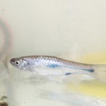 ikan sungai ciliwung
