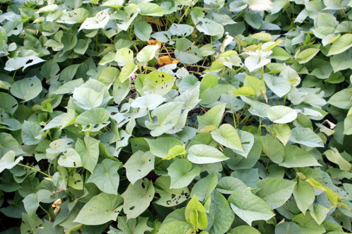 daun ubi jalar