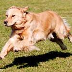 Salah Pakan Bulu Golden Retriever Rontok