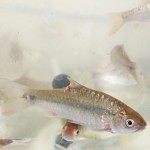 ikan benteur ciliwung