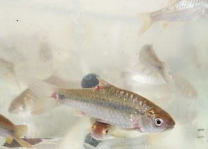 ikan sungai ciliwung