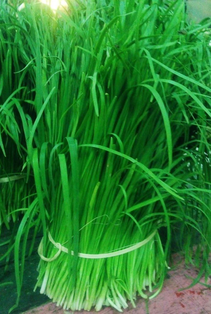 kucai