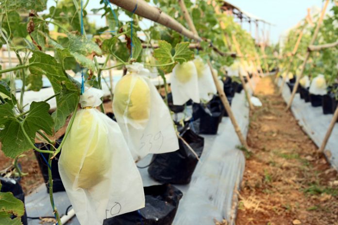 melon hidroponik melon hidroponik