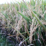Turi Mini Pangkas Pupuk Urea Padi