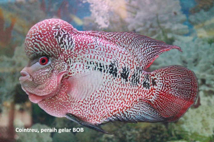 flowerhorn