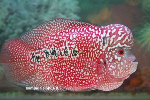 flowerhorn