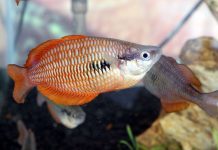 Ikan Pelangi Papua ikan pelangi papua