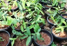 Sedia Bibit Jambu Air Madu Deli bibit jambu deli