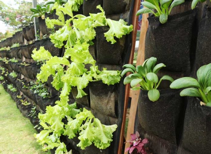 vertikultur vertikultur