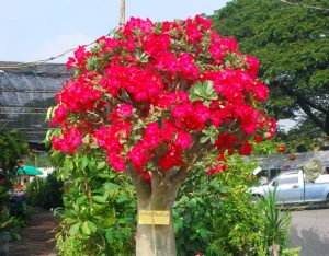 adenium