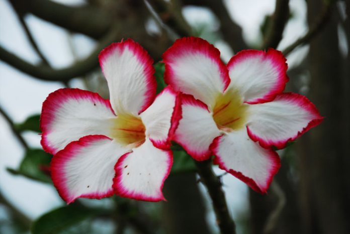 adenium