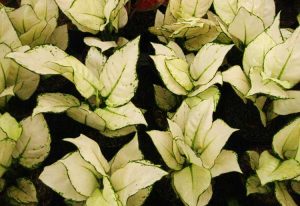 tanaman aglaonema