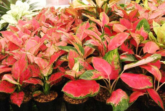 tanaman aglaonema