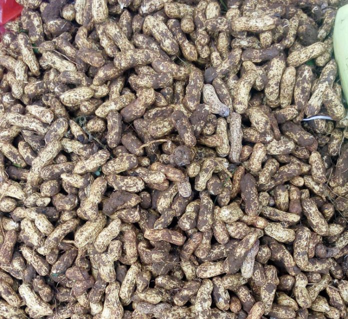 kacang tanah kacang tanah