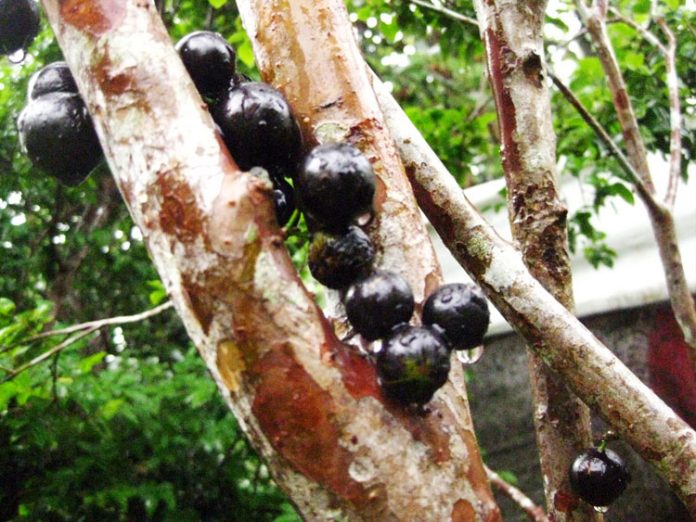 jaboticaba jaboticaba