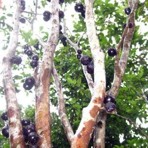 jaboticaba