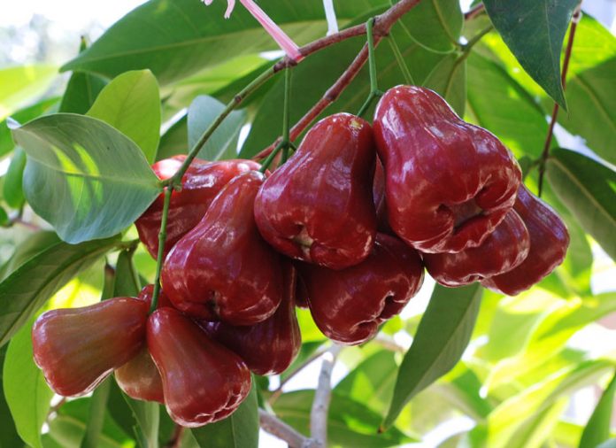 jambu air citra