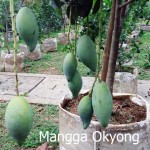 mangga