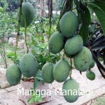 mangga