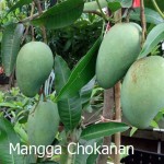 mangga