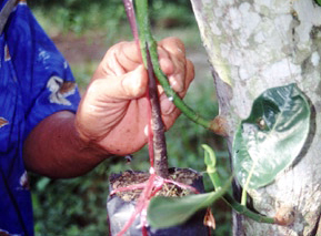 nangka3