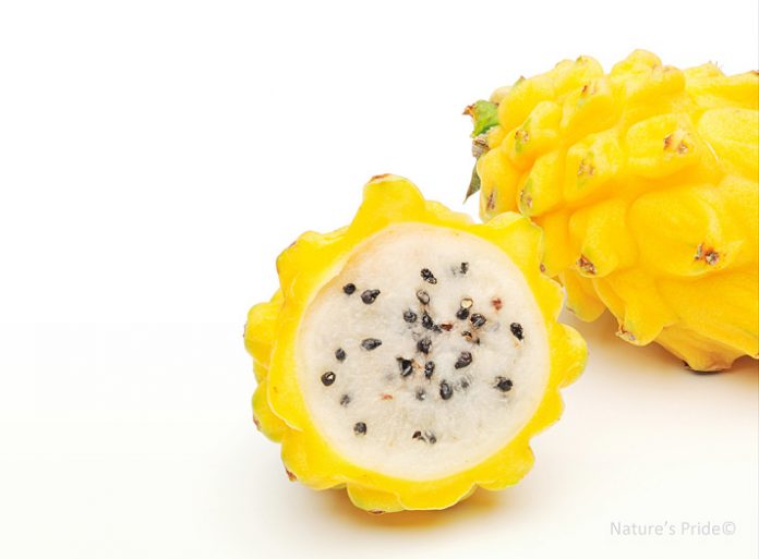 yellow pitaya yellow pitaya