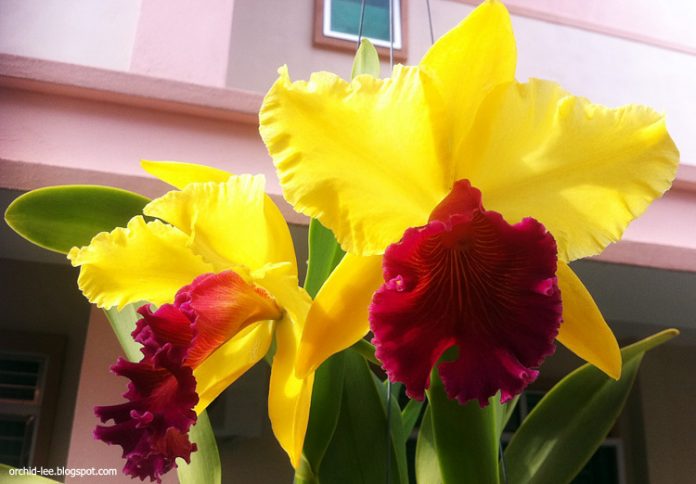 anggrek cattleya