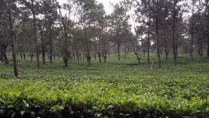 kebun teh wonosari