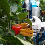 Robot Pintar Panen Paprika
