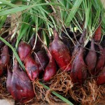 Bawang Dayak Turunkan Gula Darah