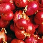 Tanam Biji Bawang Merah