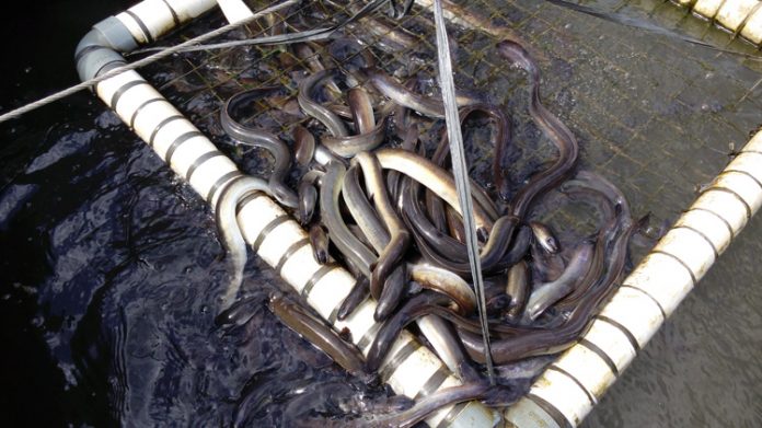 pembesaran sidat pembesaran sidat