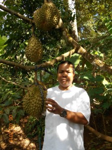 durian monthong