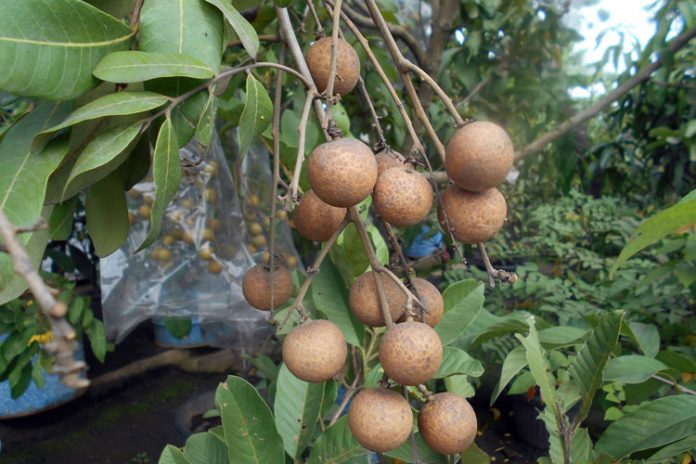 lengkeng jenderal lengkeng jenderal