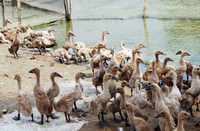 itik petelur itik petelur