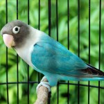 aturan pakan lovebird