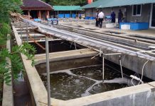 Pelatihan Pembesaran Sidat Di Bogor pembesaran sidat