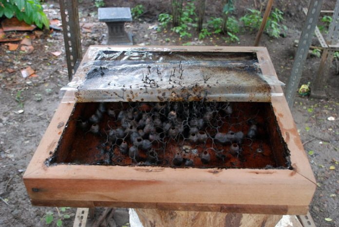 madu klanceng madu klanceng