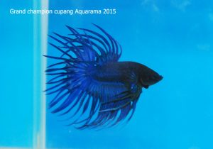 aquarama 2015