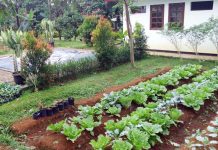 Bebeja Berkebun bebeja berkebun