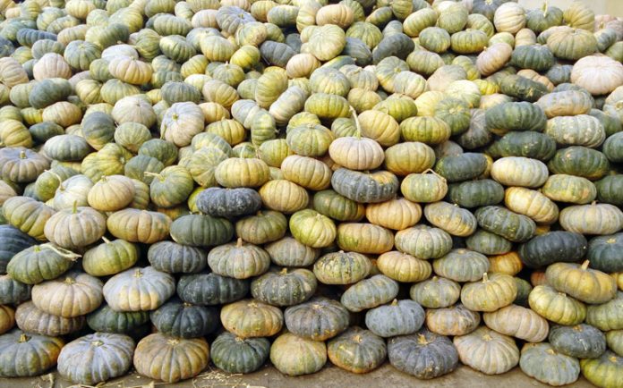 labu kuning