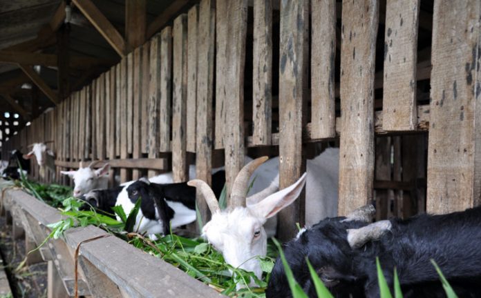 kambing kambing