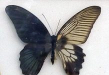 Kupu-kupu Banci Dua Warna kupu-kupu banci